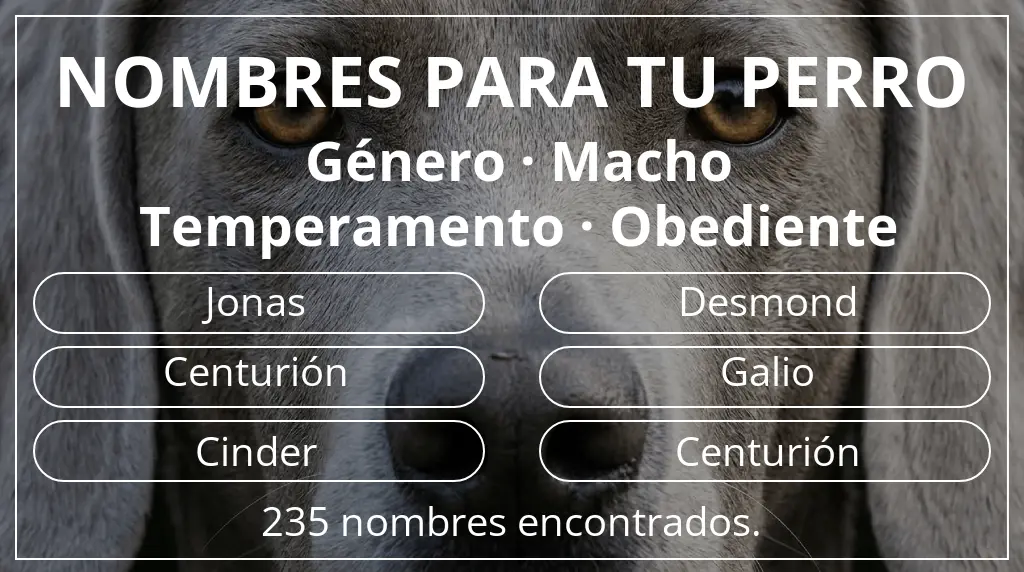 Nombres de perro basados en género macho y temperamento obediente