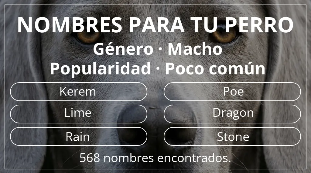Nombres para perro basados en género macho y popularidad poco común