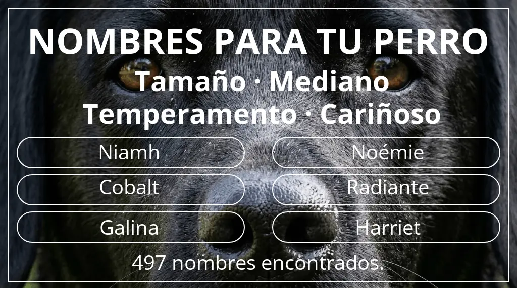 Nombres de perro inspirados en tamaño mediano y temperamento cariñoso