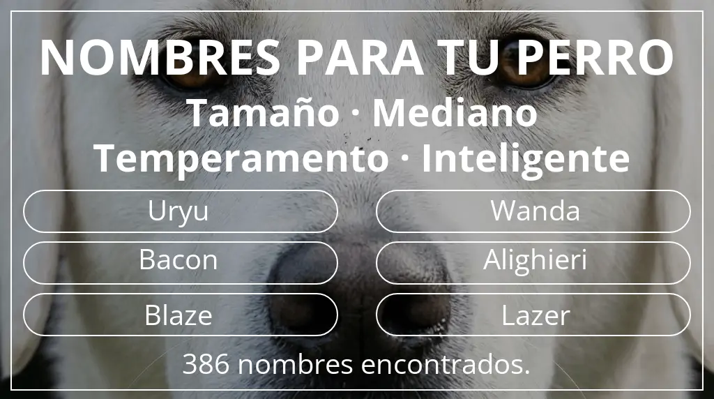 Nombres para perro inspirados en tamaño mediano y temperamento inteligente