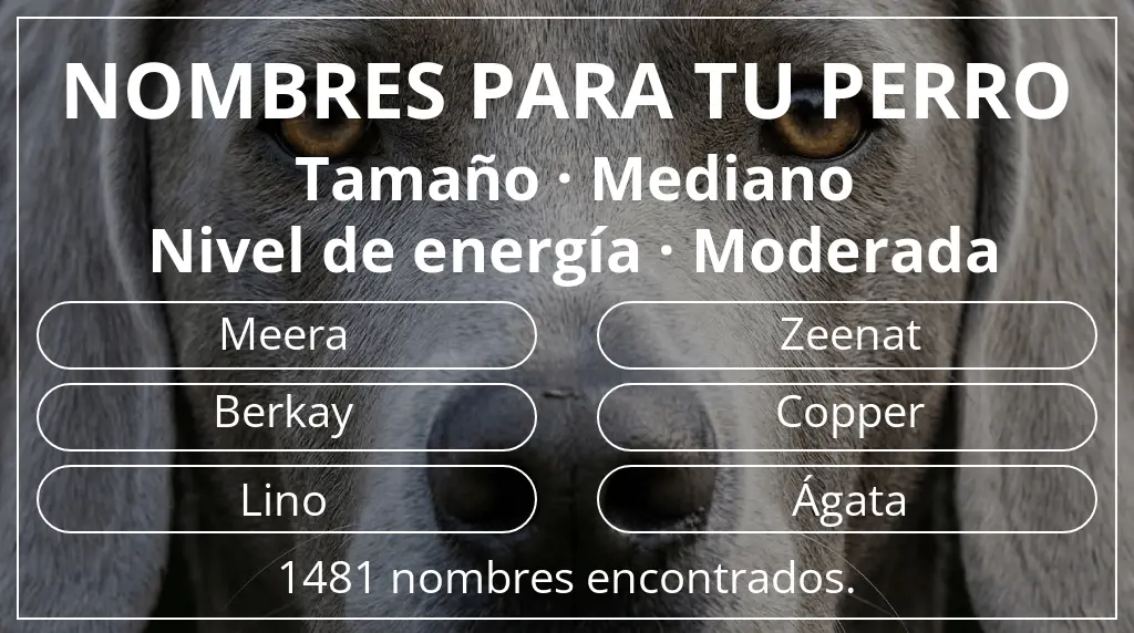 Nombres de perro basados en tamaño mediano y nivel de energía moderada