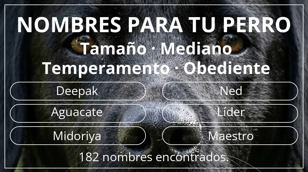 Nombres para perro basados en tamaño mediano y temperamento obediente