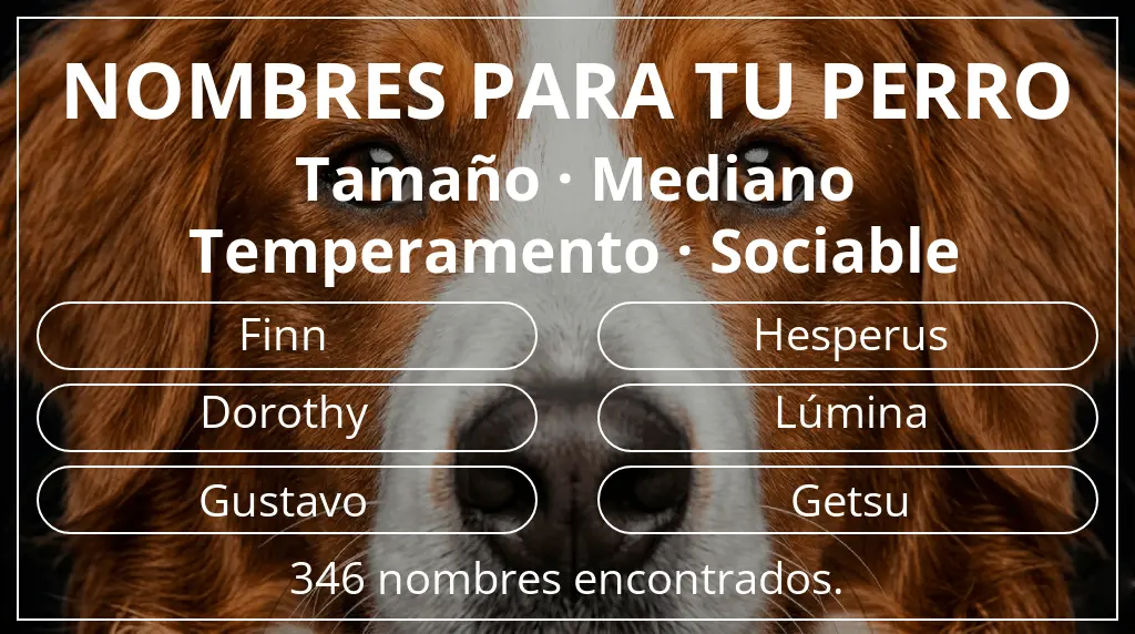 Nombres de perro inspirados en tamaño mediano y temperamento sociable