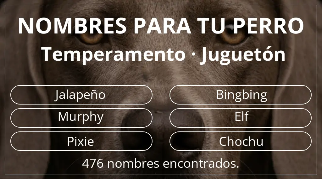 Nombres de perro basados en temperamento juguetón