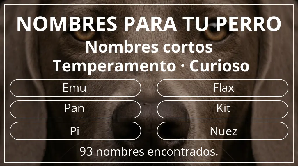 Nombres para perro inspirados en longitud del nombre corto (2-4) y temperamento curioso