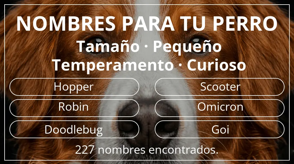 Nombres para perro basados en tamaño pequeño y temperamento curioso