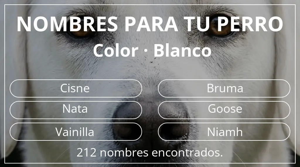 Nombres para perro inspirados en color blanco
