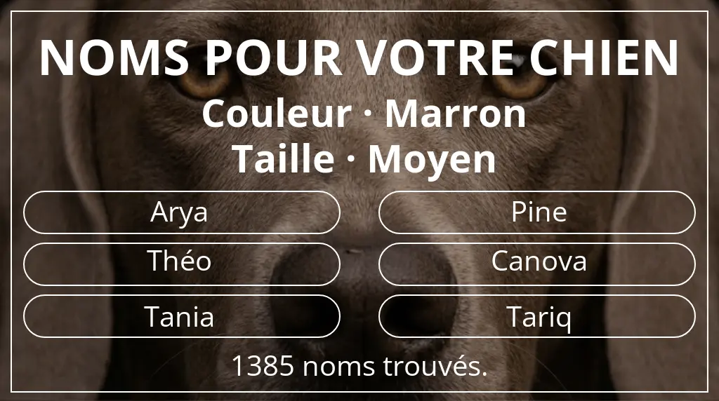 Noms pour chiens basés sur couleur marron et taille moyen