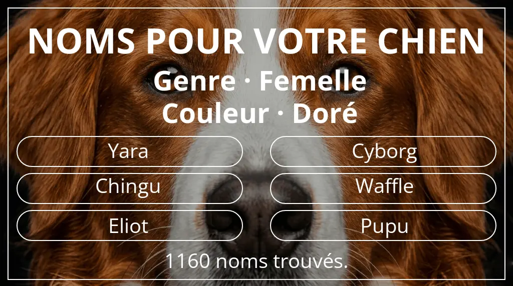 Noms de chiens inspirés de genre femelle et couleur doré
