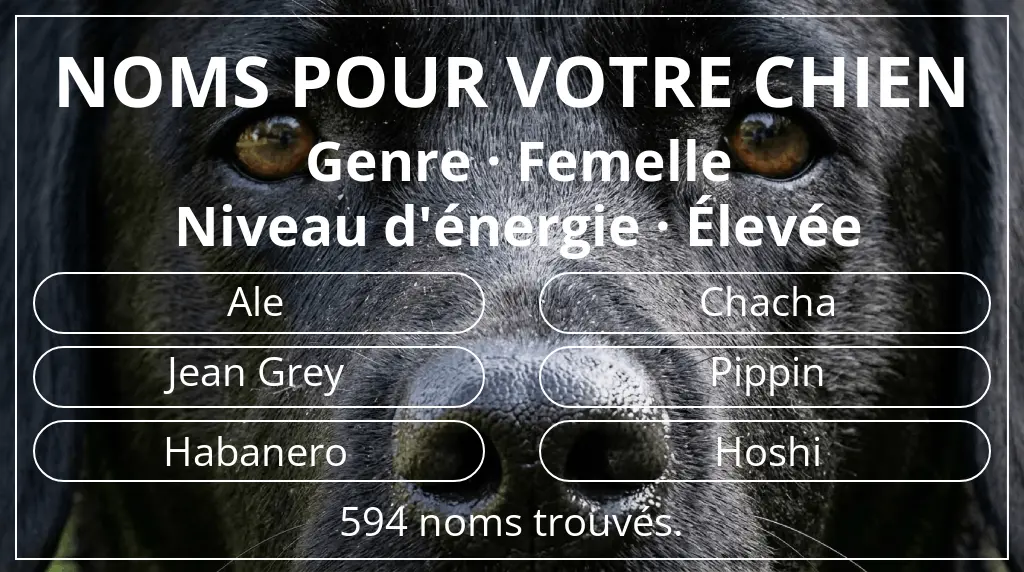 Noms pour chiens basés sur genre femelle et niveau d'énergie élevée