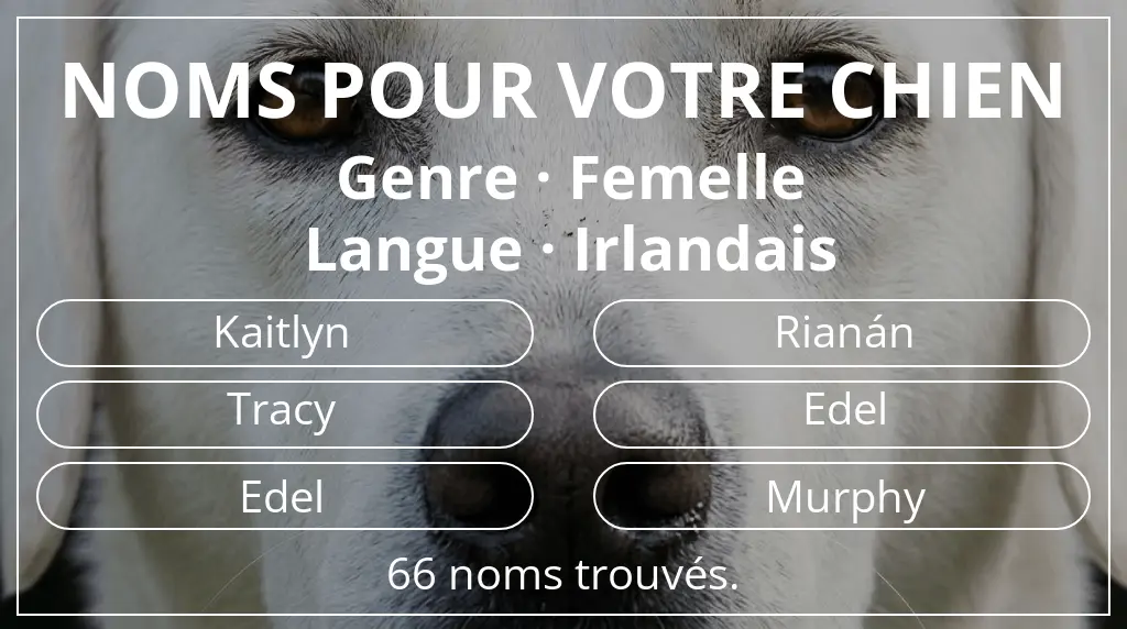 Noms pour chiens inspirés de genre femelle et langue irlandais