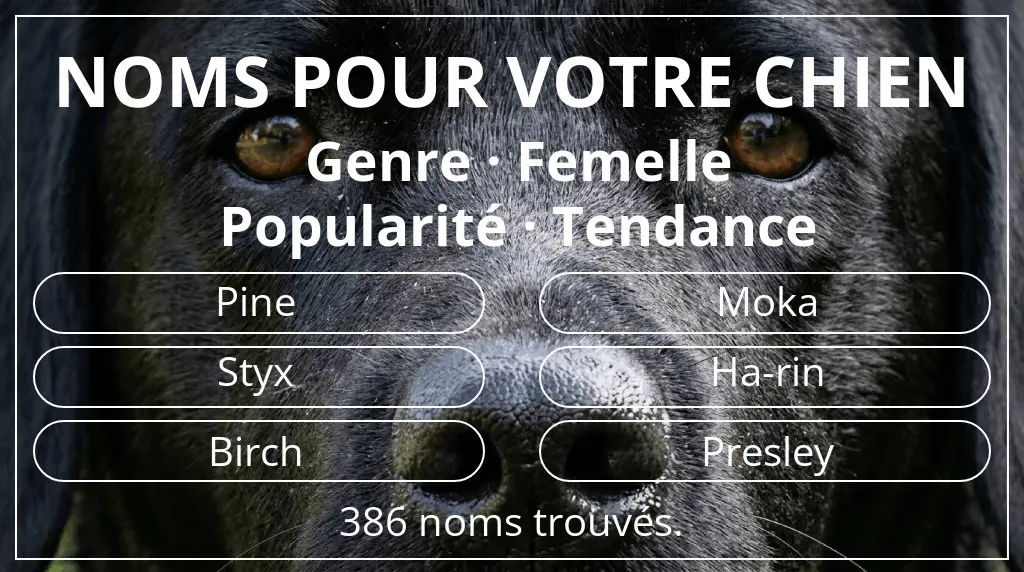 Noms de chiens inspirés de genre femelle et popularité tendance