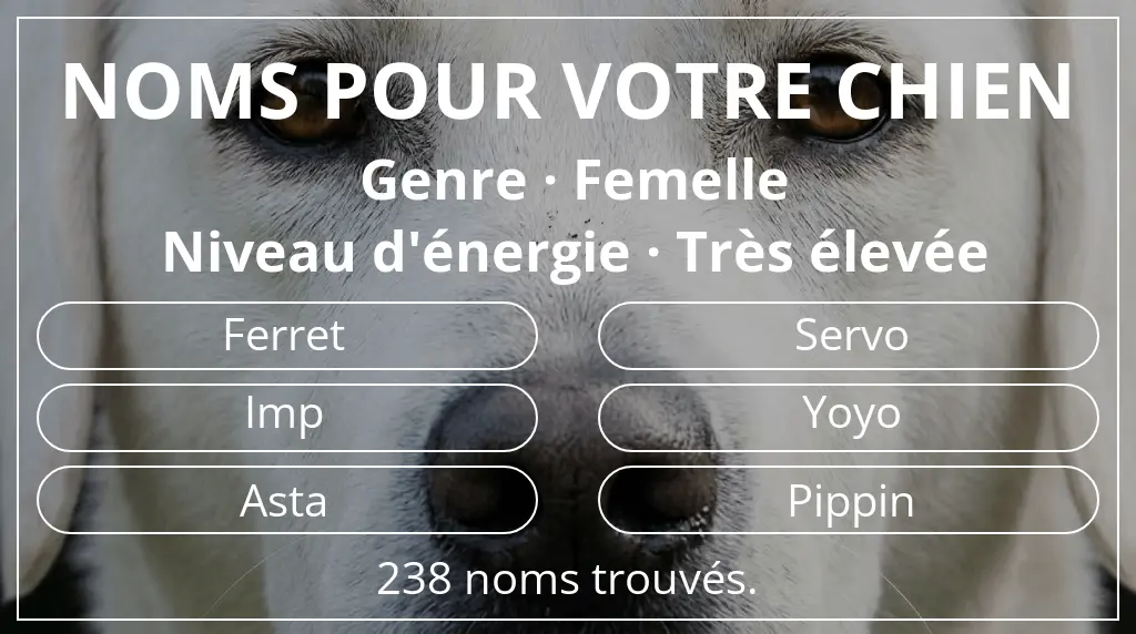 Noms de chiens inspirés de genre femelle et niveau d'énergie très élevée