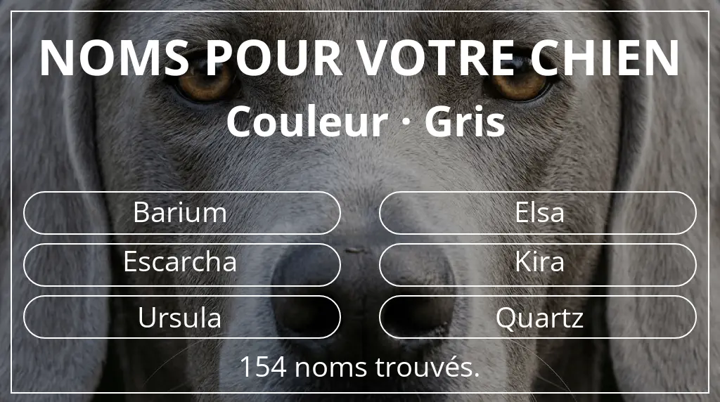 Noms pour chiens inspirés de couleur gris