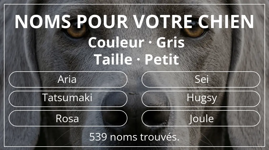 Noms de chiens inspirés de couleur gris et taille petit