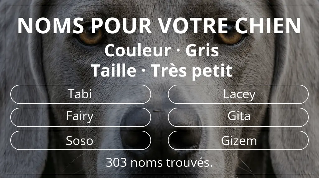 Noms de chiens inspirés de couleur gris et taille très petit
