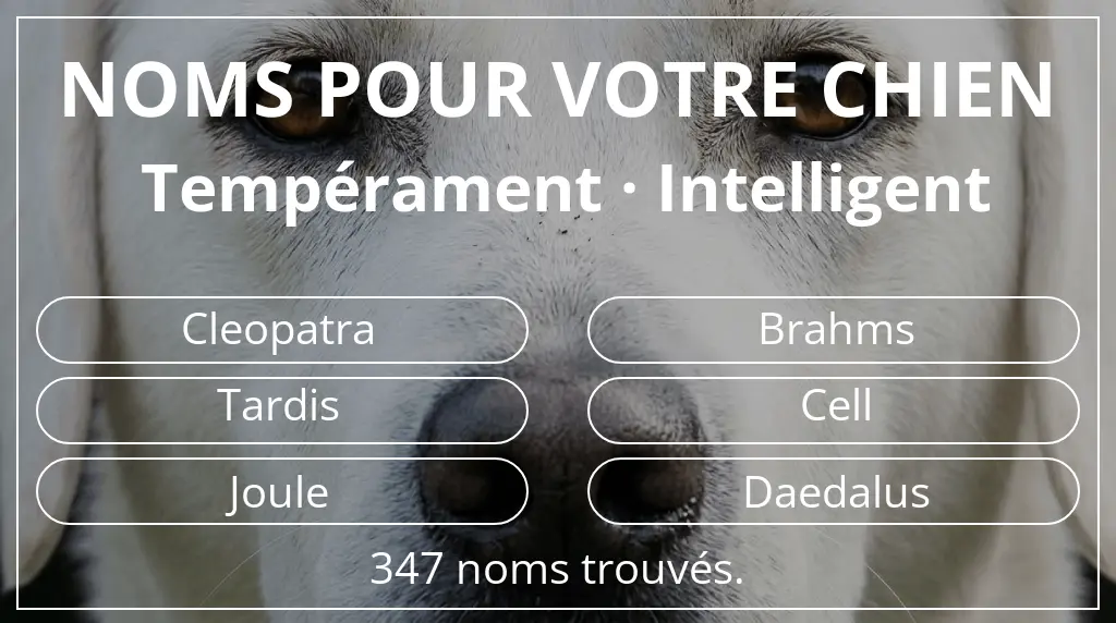 Noms pour chiens basés sur tempérament intelligent