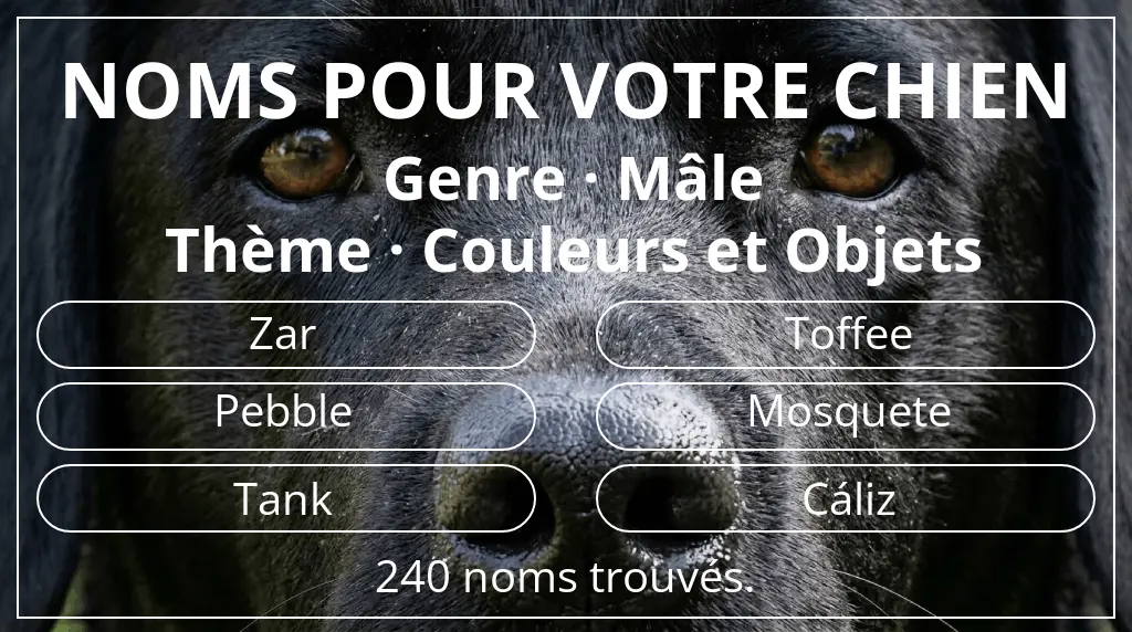 Noms pour chiens basés sur genre mâle et thème couleurs et objets