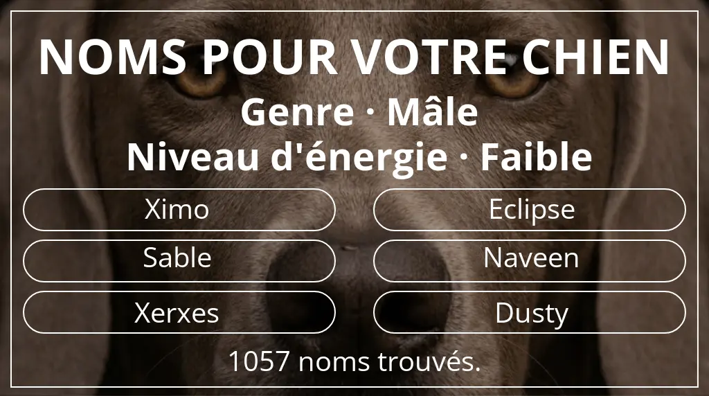 Noms de chiens basés sur genre mâle et niveau d'énergie faible