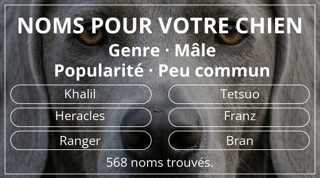 Noms de chiens basés sur genre mâle et popularité peu commun