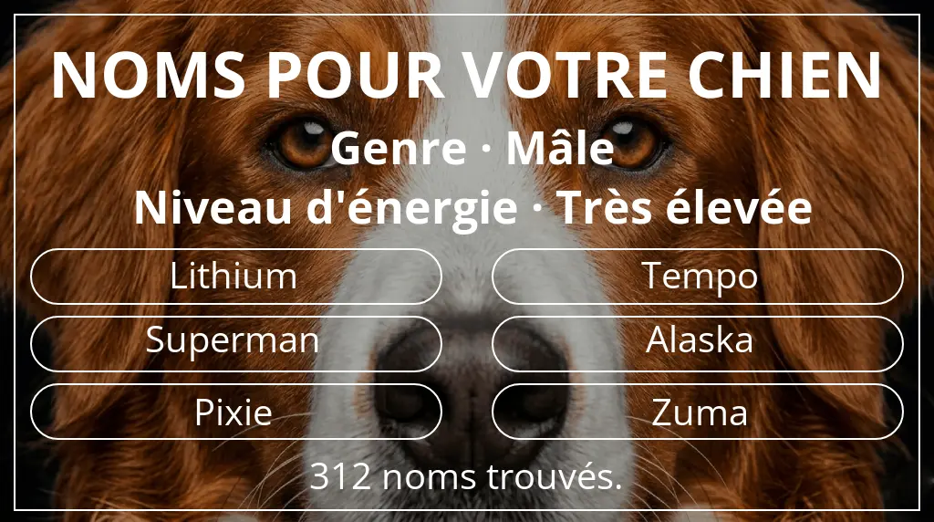 Noms pour chiens basés sur genre mâle et niveau d'énergie très élevée