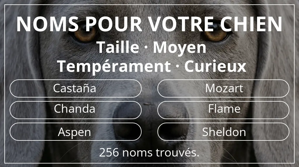 Noms de chiens basés sur taille moyen et tempérament curieux