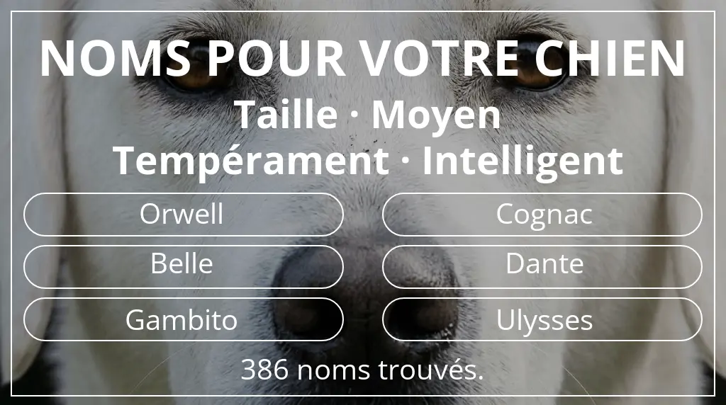 Noms de chiens inspirés de taille moyen et tempérament intelligent
