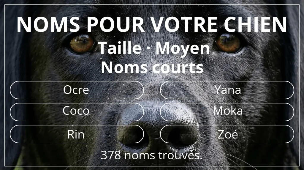 Noms pour chiens basés sur taille moyen et longueur du nom court (2 à 4)