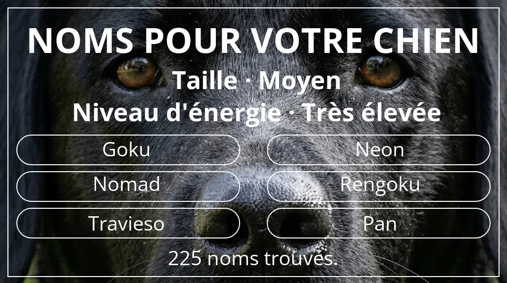 Noms pour chiens basés sur taille moyen et niveau d'énergie très élevée