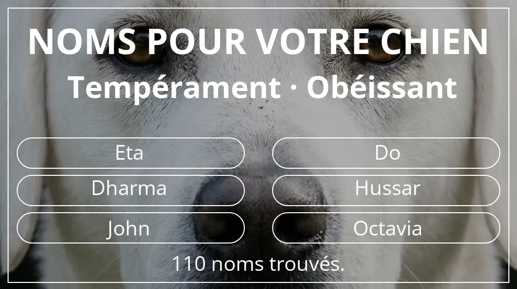 Noms pour chiens basés sur tempérament obéissant