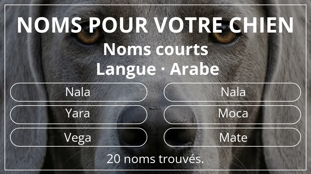 Noms pour chiens inspirés de longueur du nom court (2 à 4) et langue arabe