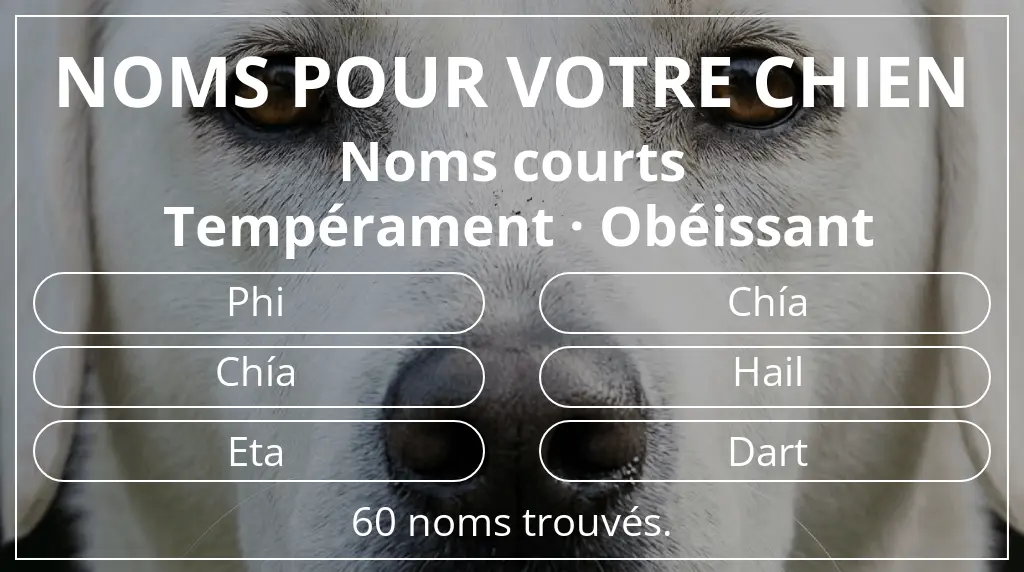 Noms pour chiens inspirés de longueur du nom court (2 à 4) et tempérament obéissant