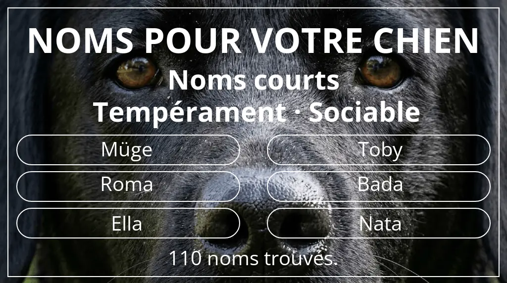 Noms pour chiens basés sur longueur du nom court (2 à 4) et tempérament sociable