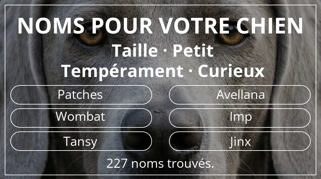 Noms de chiens basés sur taille petit et tempérament curieux