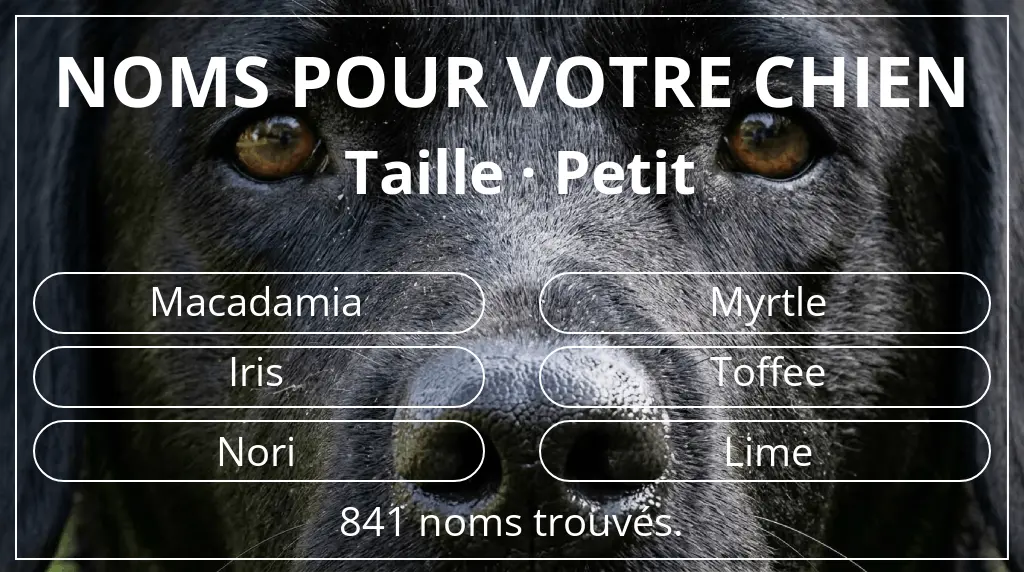 Noms de chiens basés sur taille petit