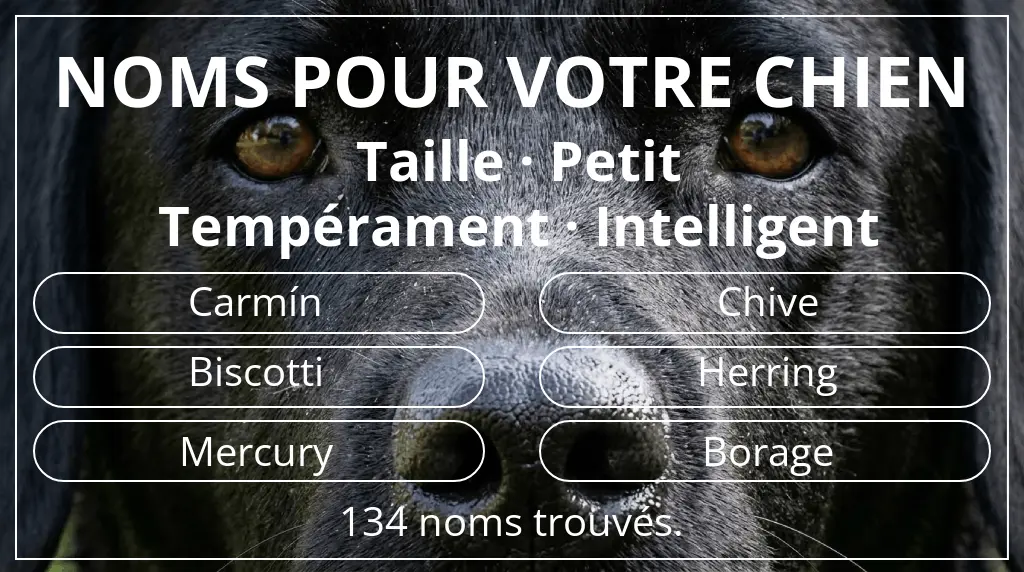 Noms de chiens basés sur taille petit et tempérament intelligent