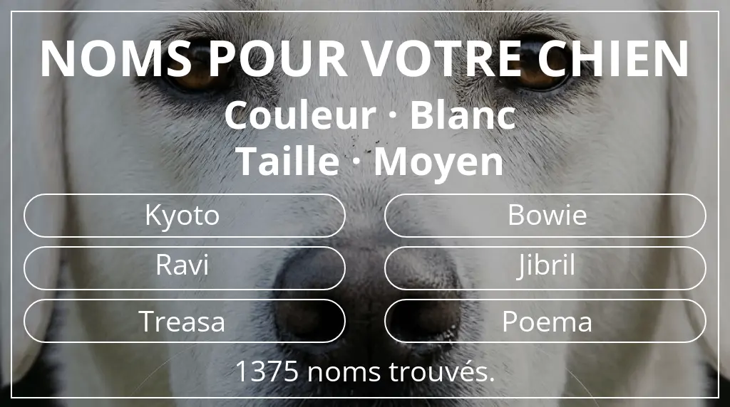 Noms de chiens basés sur couleur blanc et taille moyen