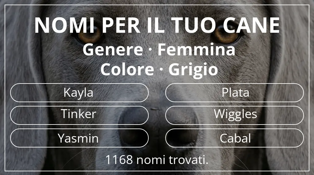 Nomi per cani ispirati a genere femmina e colore grigio