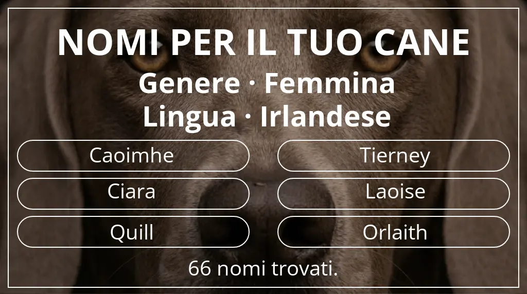 Nomi canini ispirati a genere femmina e lingua irlandese