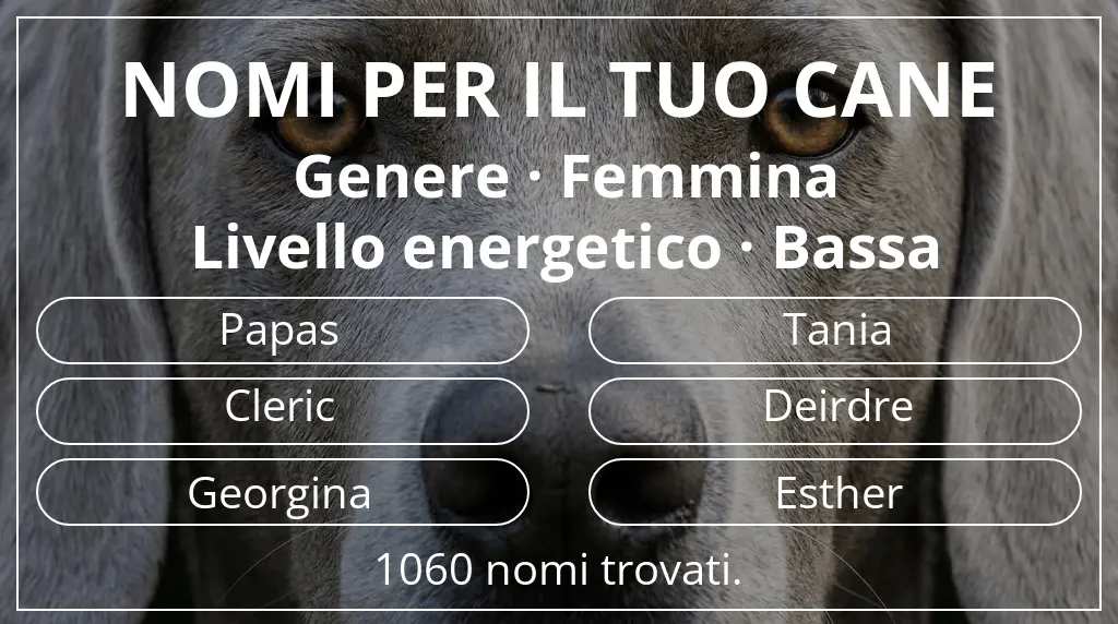 Nomi per cani basati su genere femmina e livello energetico bassa