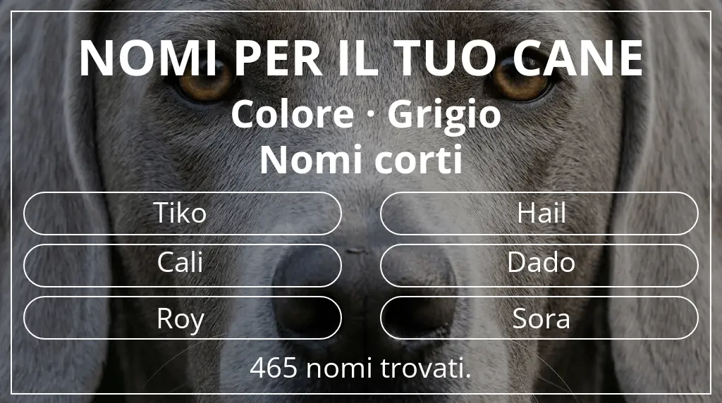Nomi per cani ispirati a colore grigio e lunghezza del nome breve (2–4)