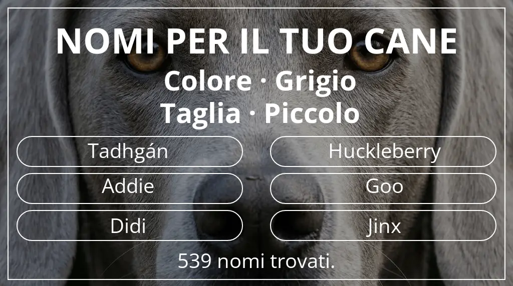 Nomi per cani ispirati a colore grigio e taglia piccolo
