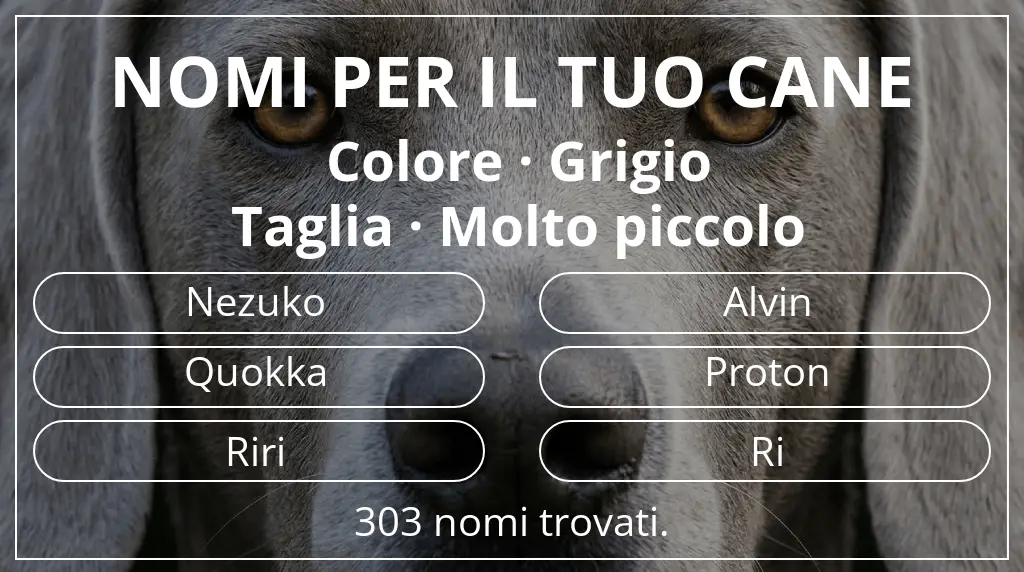 Nomi per cani ispirati a colore grigio e taglia molto piccolo