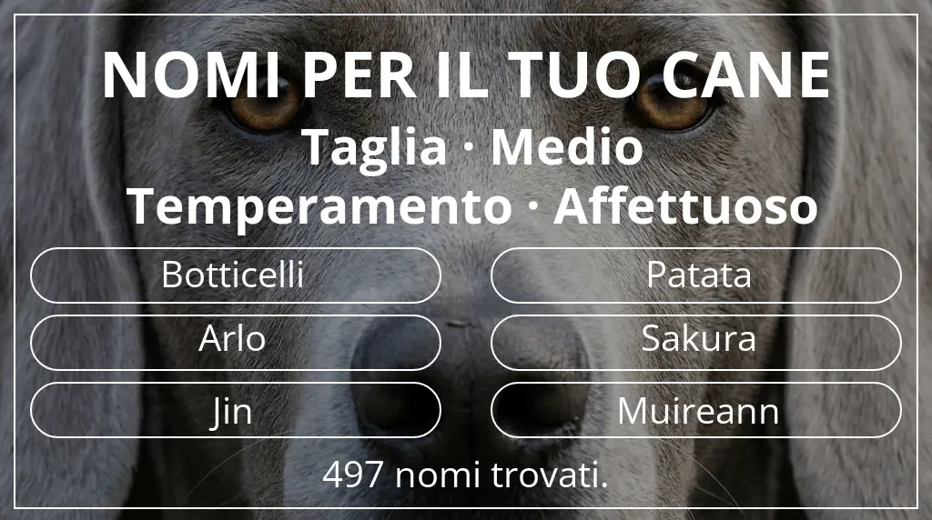 Nomi canini ispirati a taglia medio e temperamento affettuoso