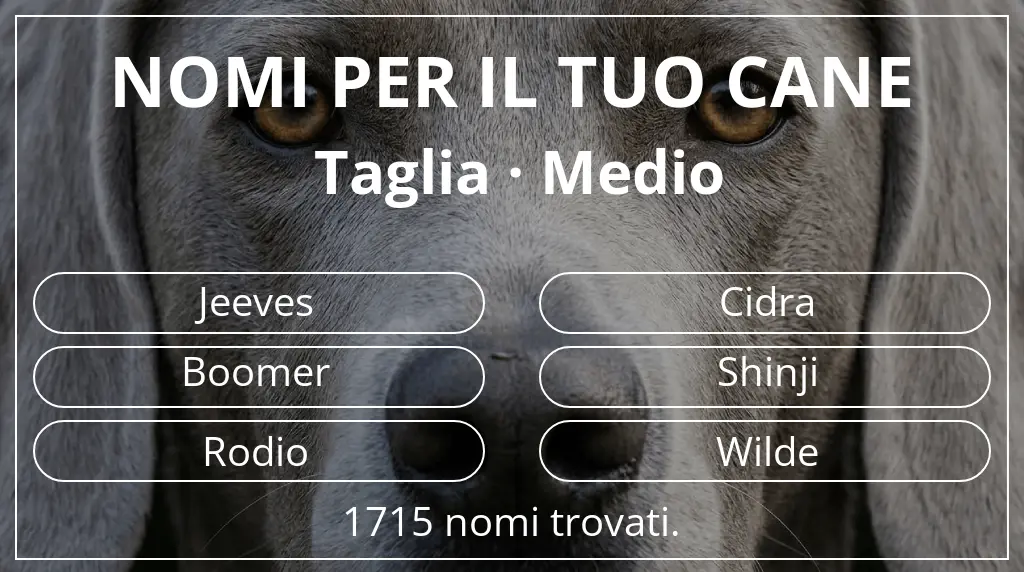 Nomi per cani basati su taglia medio