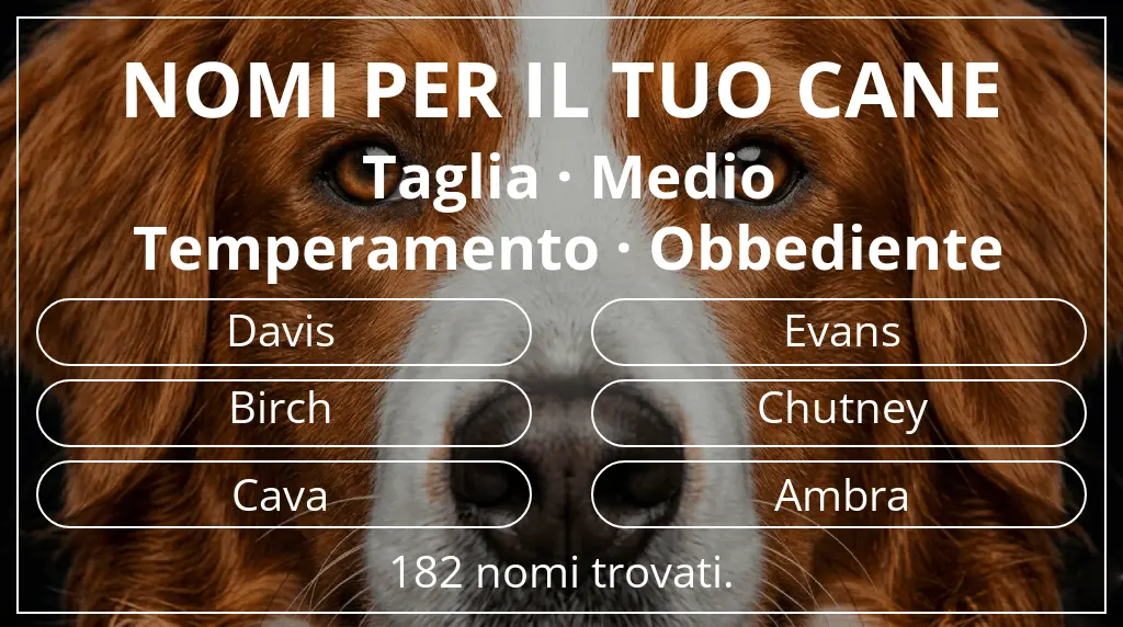 Nomi per cani basati su taglia medio e temperamento obbediente