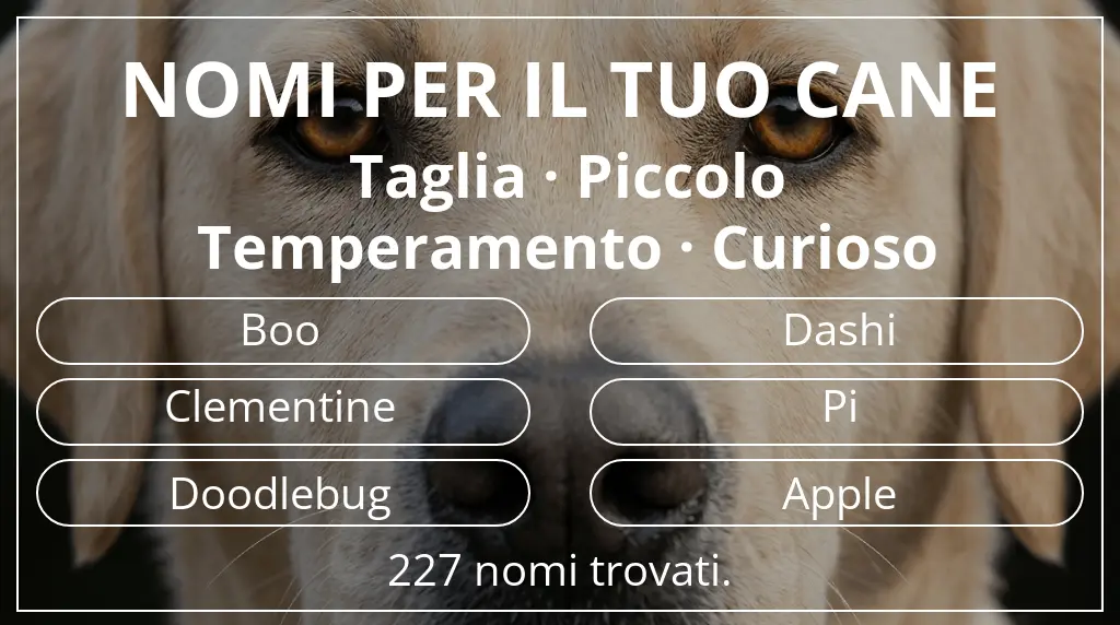 Nomi per cani basati su taglia piccolo e temperamento curioso