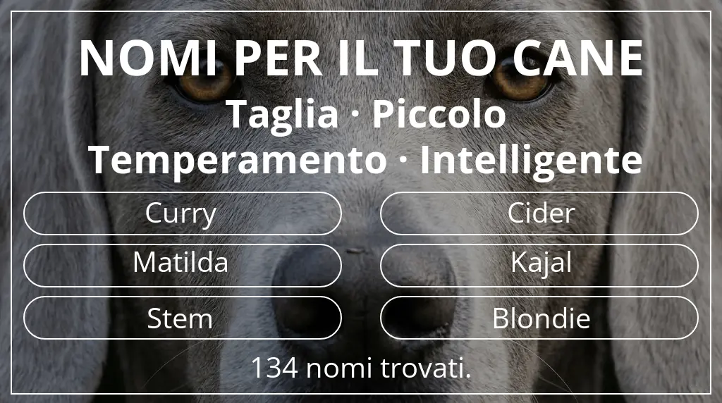 Nomi per cani basati su taglia piccolo e temperamento intelligente
