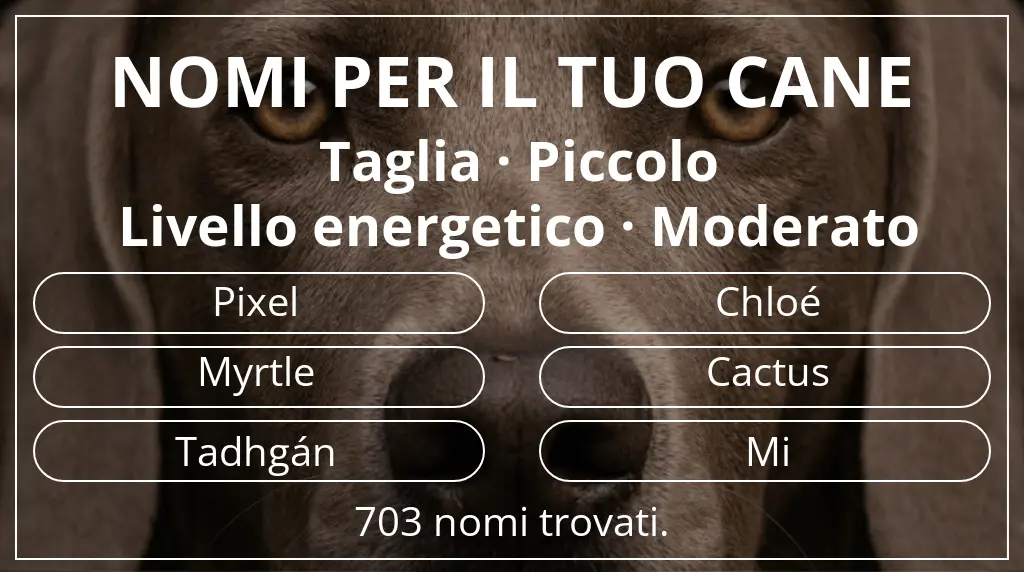 Nomi canini ispirati a taglia piccolo e livello energetico moderato