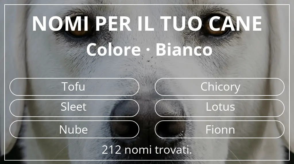 Nomi per cani ispirati a colore bianco